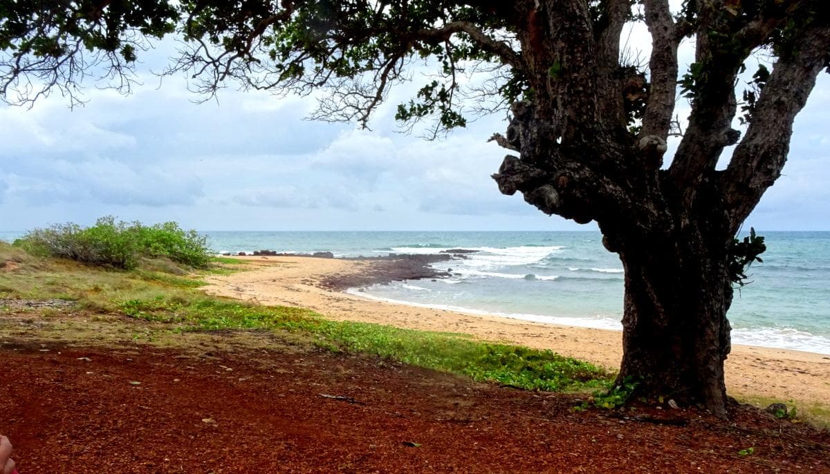 Shady Beach